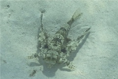 Flying Gurnard - Flying Gurnard - Dactylopterus volitans