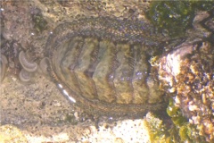 Chiton - West Indian Green Chiton - Chiton tuberculatus