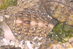 Chiton - West Indian Green Chiton - Chiton tuberculatus