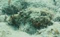 Scorpionfish - Spotted Scorpionfish - Scorpaena plumieri