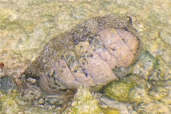 Chiton - Fuzzy Chiton - Acanthopleura granulata