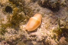 Nudibranches - Flamingo Tongue - Cyphoma gibbosum