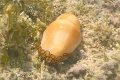 Nudibranches - Flamingo Tongue - Cyphoma gibbosum