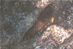 Blennies - Redlip Blenny - Ophioblennius macclurei