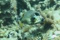 Trunkfish - Smooth Trunkfish - Lactophrys triqueter