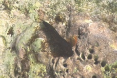 Blennies - Redlip Blenny - Ophioblennius macclurei