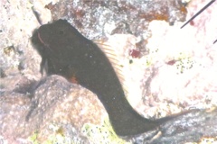 Blennies - Redlip Blenny - Ophioblennius macclurei