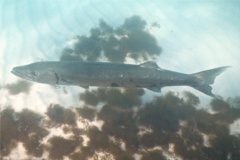 Barracuda - Great Barracuda - Sphyraena barracuda