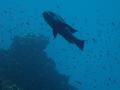 Snappers - Black Snapper - Macolor niger