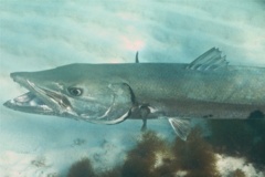 Barracuda - Great Barracuda - Sphyraena barracuda