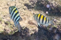 Damselfish - Sergeant Major - Abudefduf saxatilis