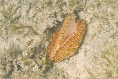 Nudibranches - Flamingo Tongue - Cyphoma gibbosum