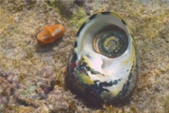 Sea Snails - Magpie Shell - Cittarium pica