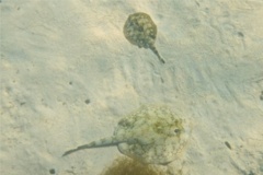 Stingrays - Yellow Stingray - Urolophus jamaicensis