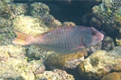 Parrotfish - Redtail Parrotfish - Sparisoma chrysopterum