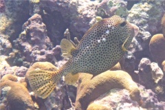 Trunkfish - Spotted Trunkfish - Lactophrys bicaudalis