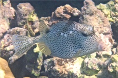 Trunkfish - Spotted Trunkfish - Lactophrys bicaudalis