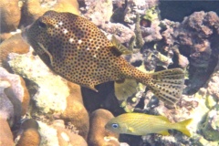 Trunkfish - Spotted Trunkfish - Lactophrys bicaudalis