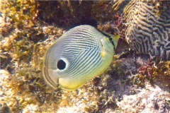 Butterflyfish - Foureye Butterflyfish - Chaetodon capistratus