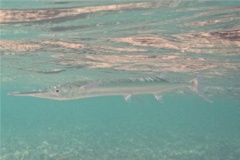 Needlefish - Houndfish - Tylosurus crocodilus