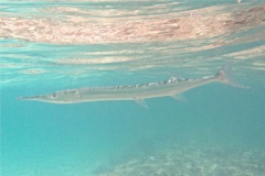 Needlefish - Houndfish - Tylosurus crocodilus