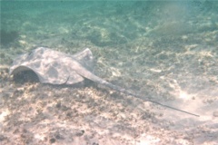 Stingrays - Whiptail Stingray - Himantura schmardae