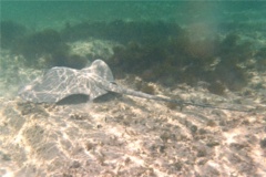 Stingrays - Whiptail Stingray - Himantura schmardae