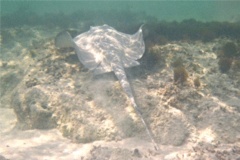 Stingrays - Whiptail Stingray - Himantura schmardae