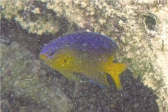 Damselfish - Beaugregory Damselfish - Stegastes leucostictus