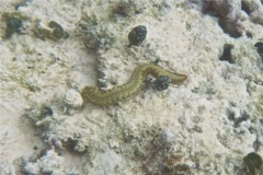 Bristleworm - Bearded Fireworm - Hermodice carunculata