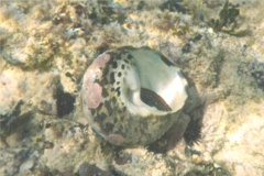 Sea Snails - Magpie Shell - Cittarium pica