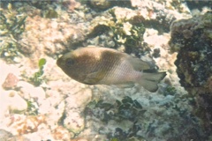 Damselfish - Bicolor Damselfish - Stegastes partitus