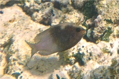 Damselfish - Bicolor Damselfish - Stegastes partitus