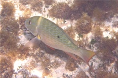 Snappers - Mutton Snapper - Lutjanus analis