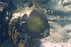 Angelfish - French Angelfish - Pomacanthus paru