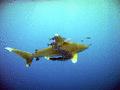 Sharks - Oceanic Whitetip Shark - Carcharhinus longimanus