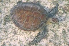 Turtle - Green Sea Turtle - Chelonia mydas