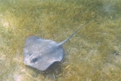 Stingrays - Southern Stingray - Dasyatis americana