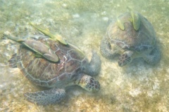 Turtle - Green Sea Turtle - Chelonia mydas