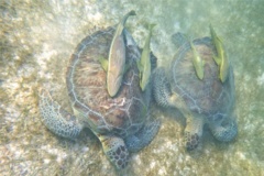 Turtle - Green Sea Turtle - Chelonia mydas