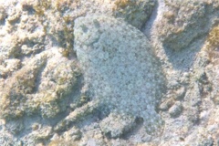 Flounders - Plate Flounder - Bothus lunatus