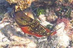 Parrotfish - Stoplight Parrotfish - Sparisoma viride