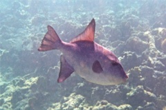 Triggerfish - Ocean Triggerfish - Canthidermis sufflaman