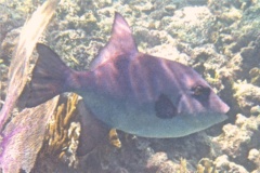 Triggerfish - Ocean Triggerfish - Canthidermis sufflaman