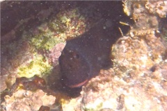 Blennies - Redlip Blenny - Ophioblennius macclurei