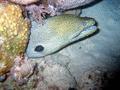 Moray - Giant Moray - Gymnothorax javanicus