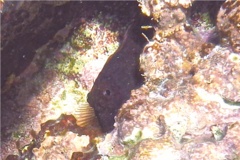 Blennies - Redlip Blenny - Ophioblennius macclurei