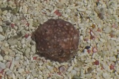 Sea Snails - Warty Cyclostreme - Arene bairdii