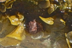 Sea Snails - Warty Cyclostreme - Arene bairdii