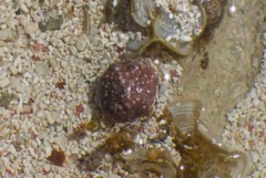 Sea Snails - Warty Cyclostreme - Arene bairdii